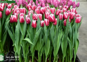 Tulipa Picardy ® (1)